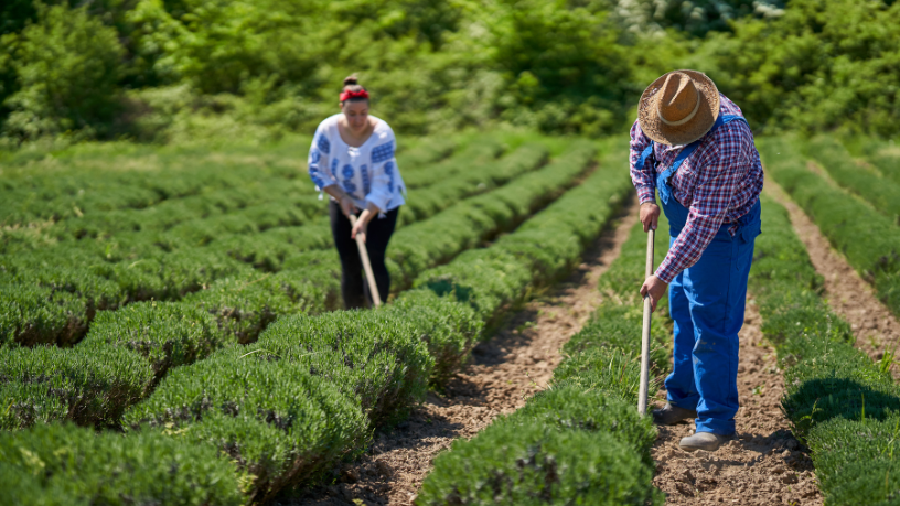 Entenda por que a agricultura familiar, na visão de João Eustáquio De Almeida Junior, é essencial para o desenvolvimento social e sustentável do país.